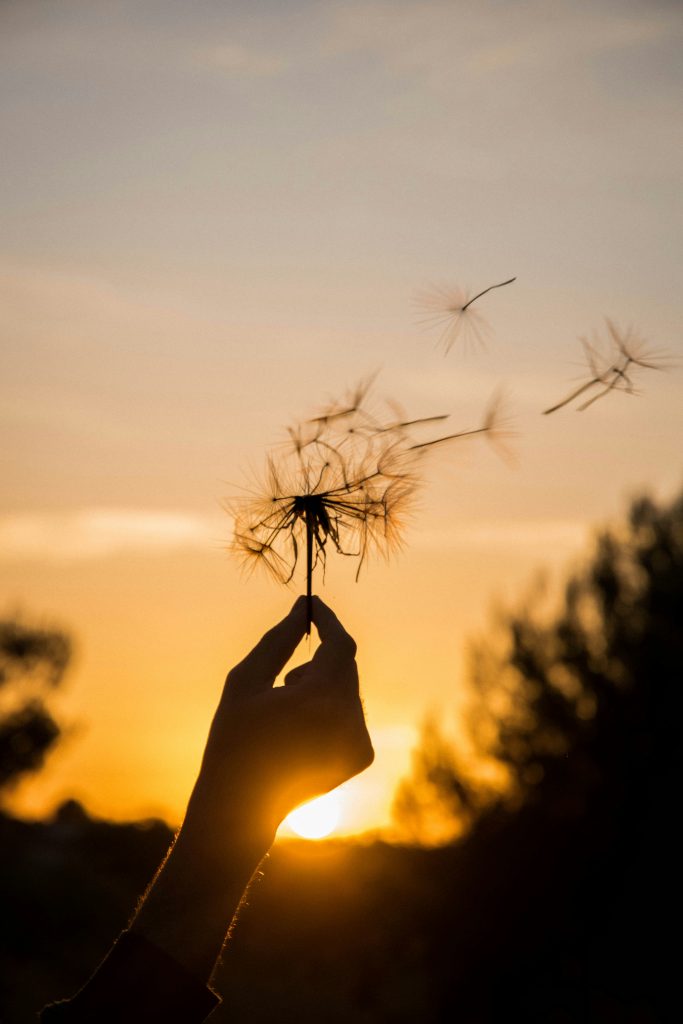 Ein Abendhimmel im Hintergrund. Im Vordergrund die Silhouette einer Hand, die eine Pusteblume hält. Manche Blumenschirme fliegen vom Wind davon nach rechts.